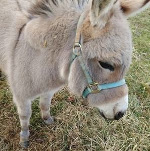 Meet your Posher, Ann
